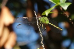 Erythemis vesiculosa