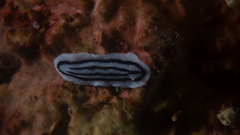 Phyllidiopsis xishaensis