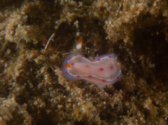 Hexabranchus sanguineus