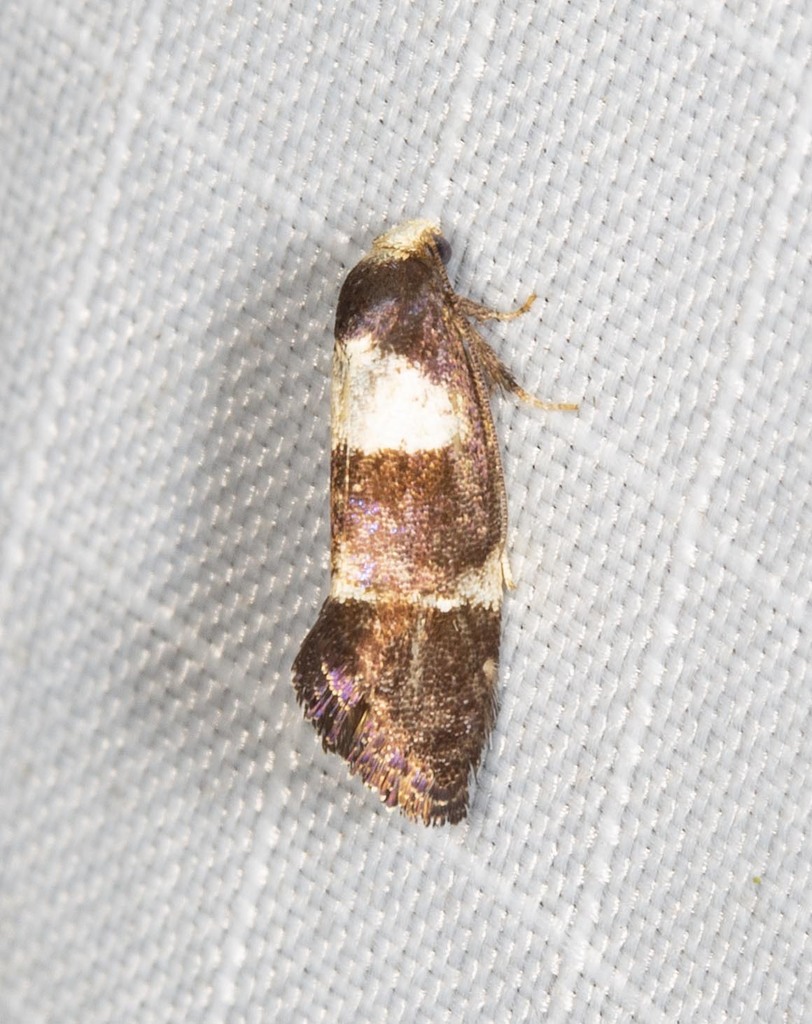 Hypertrophinae