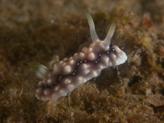 Goniobranchus geometricus