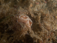 Glossodoris rufomarginata