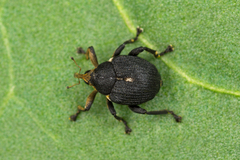 Mononychus punctumalbum