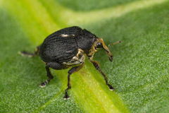 Mononychus punctumalbum