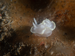 Glossodoris buko