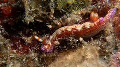 Hypselodoris decorata