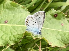Polyommatus amandus
