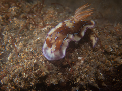 Hypselodoris krakatoa