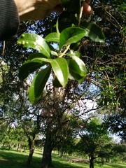 Plinia cauliflora