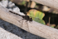 Erythemis plebeja