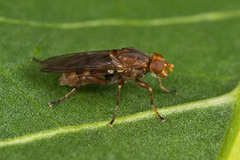 Hammerschmidtia ferruginea
