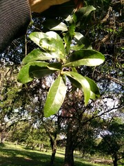Plinia cauliflora