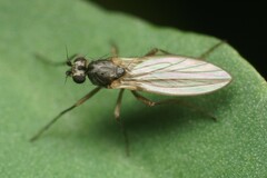 Lonchoptera bifurcata