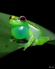 Tapir Valley Tree Frog photo 2