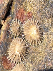 Siphonaria concinna