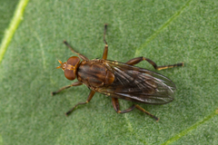 Hammerschmidtia ferruginea
