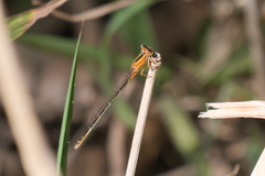 Ischnura fluviatilis