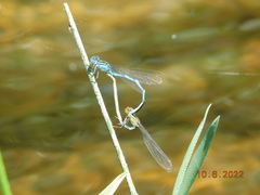 Erythromma lindenii