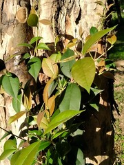 Plinia cauliflora