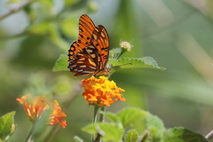 Dione vanillae maculosa