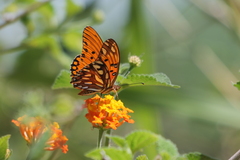 Dione vanillae maculosa