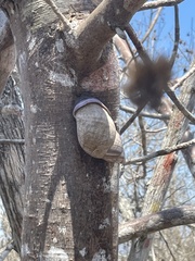 Porphyrobaphe iostoma