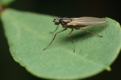 Lonchoptera bifurcata