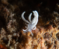 Phyllodesmium pecten
