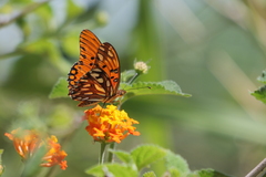 Dione vanillae maculosa