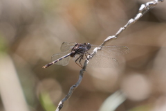 Erythemis plebeja