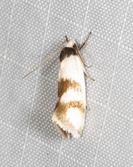 Antipterna trilicella