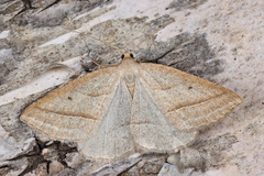 Petrophora chlorosata