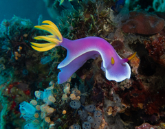Hypselodoris apolegma