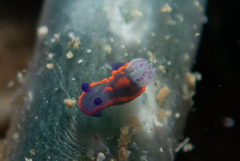 Nembrotha