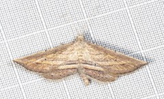 Stenopaltis lithina