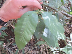 Ardisia