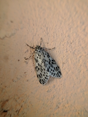 Eucereon dorsipuncta