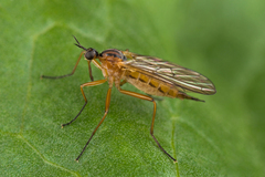 Empis trigramma