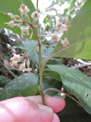 Ardisia