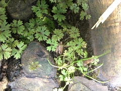 Hydrocotyle dissecta