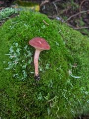 Phylloporus leucomycelinus