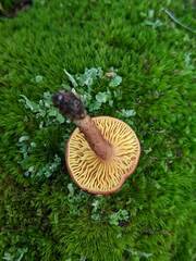 Phylloporus leucomycelinus