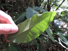 Ardisia