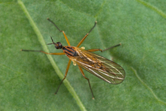 Empis trigramma