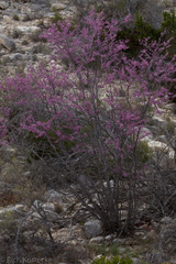 Ungnadia speciosa
