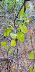 Aristolochia californica