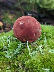 Phylloporus leucomycelinus