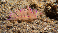 Coryphellina lotos