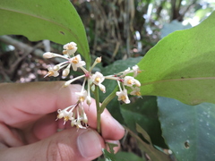 Ardisia