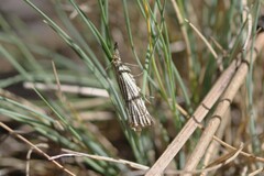 Chrysocramboides craterella